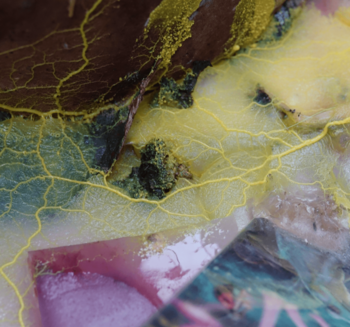 Mimosa Echard, Sporal, 2021, image de travail